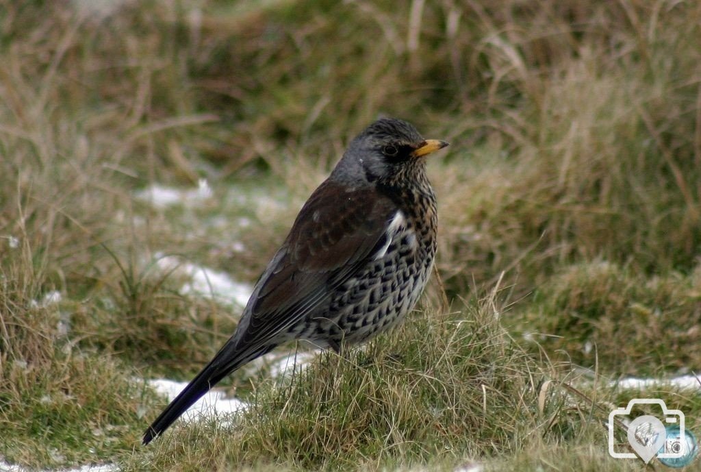 Fieldfare