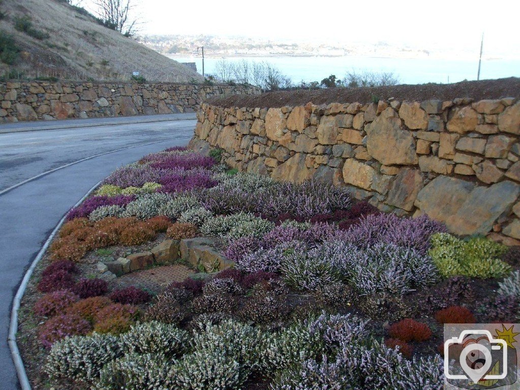 Fine variety of cultivated heathers, lings - Penlee Quarry project