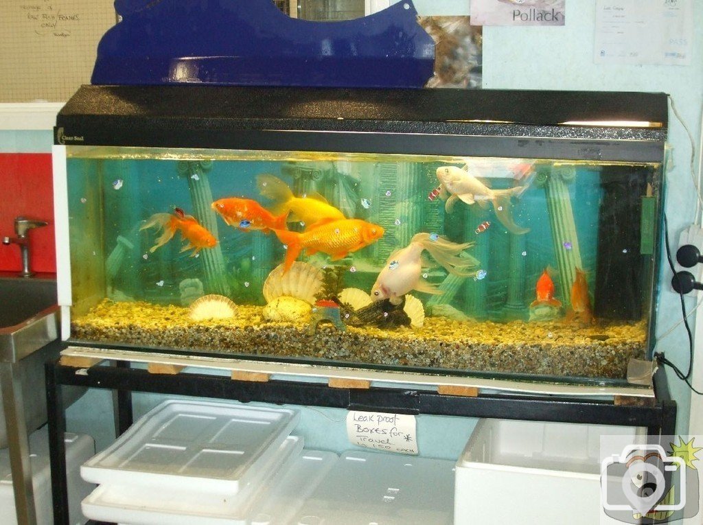 Fish for watching, Stevensons fishmongery, the Harbour Road, Newlyn
