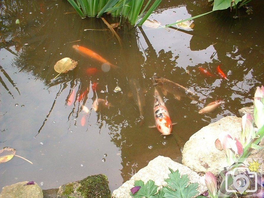 Fishy business