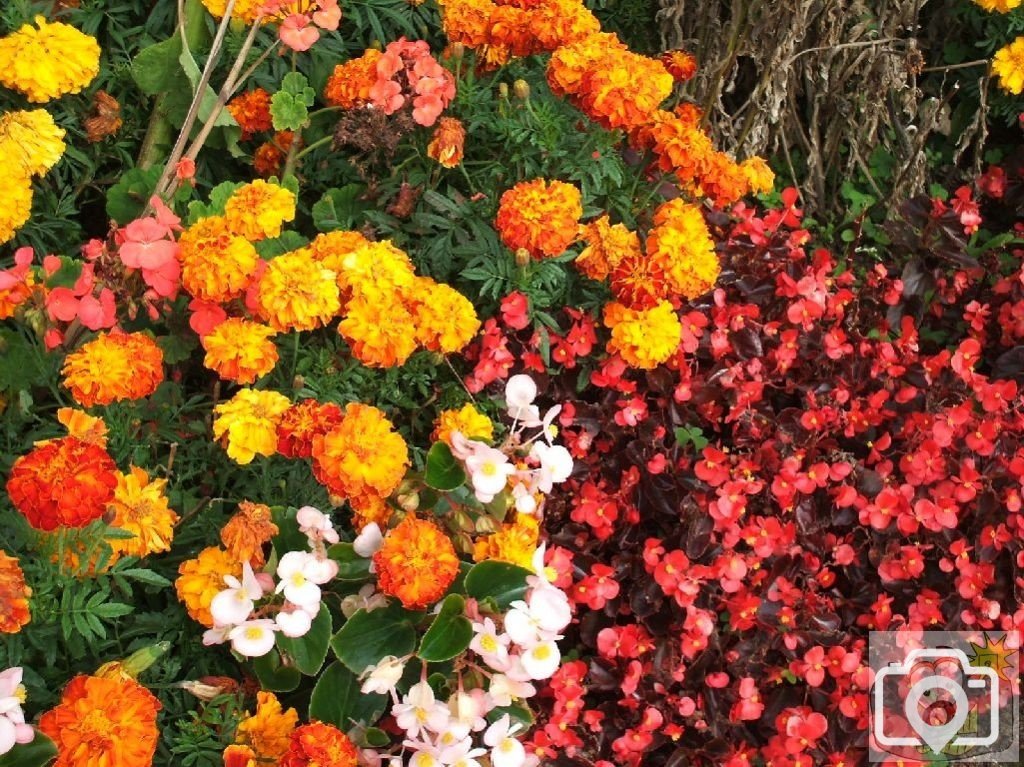 Flowerbed beside Hayle harbour