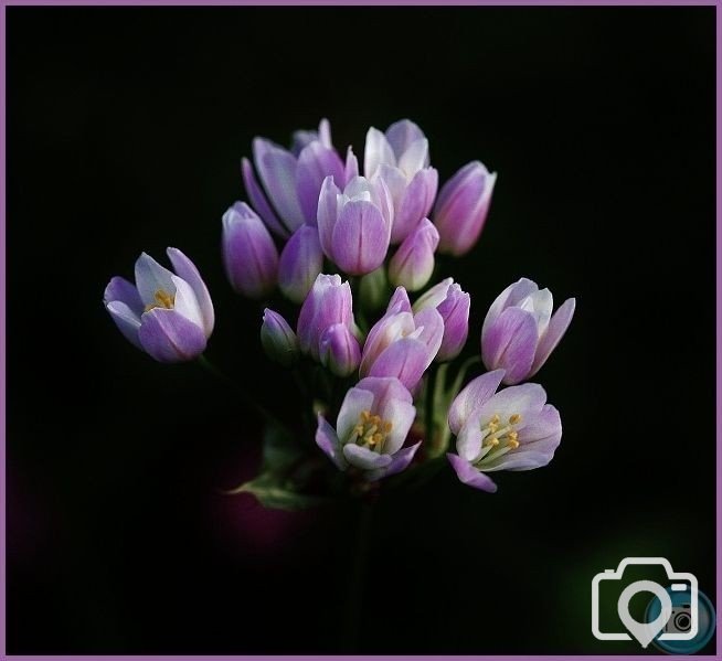 Flowering Rush