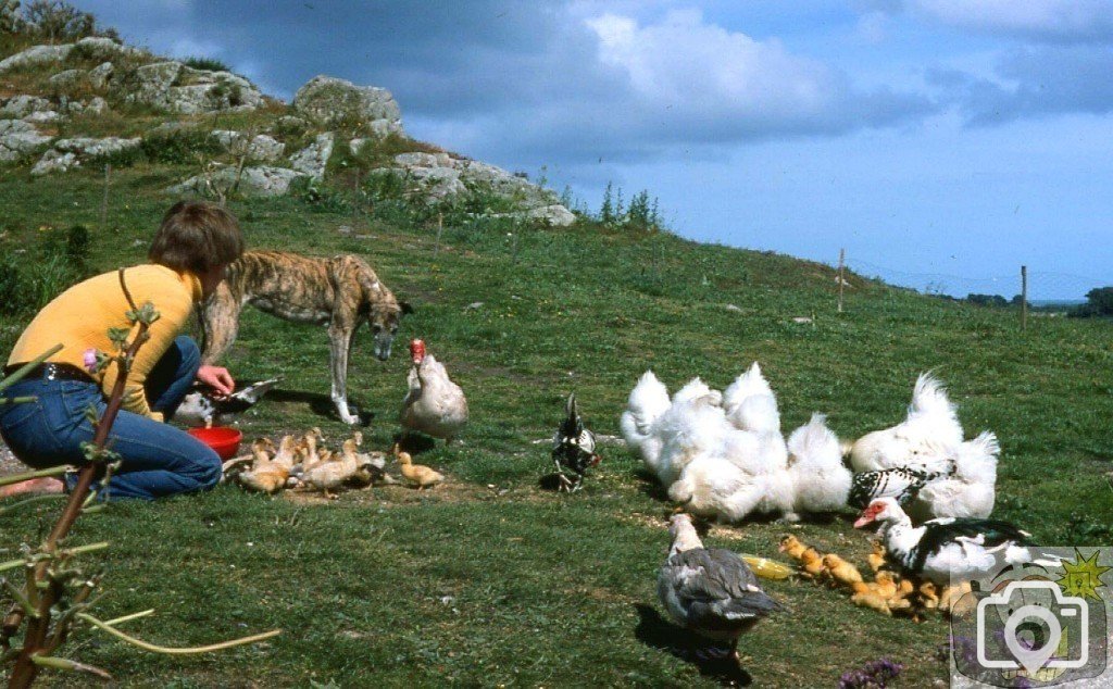 Fluffies and ducks feeding -homestead on Bryher, 1977