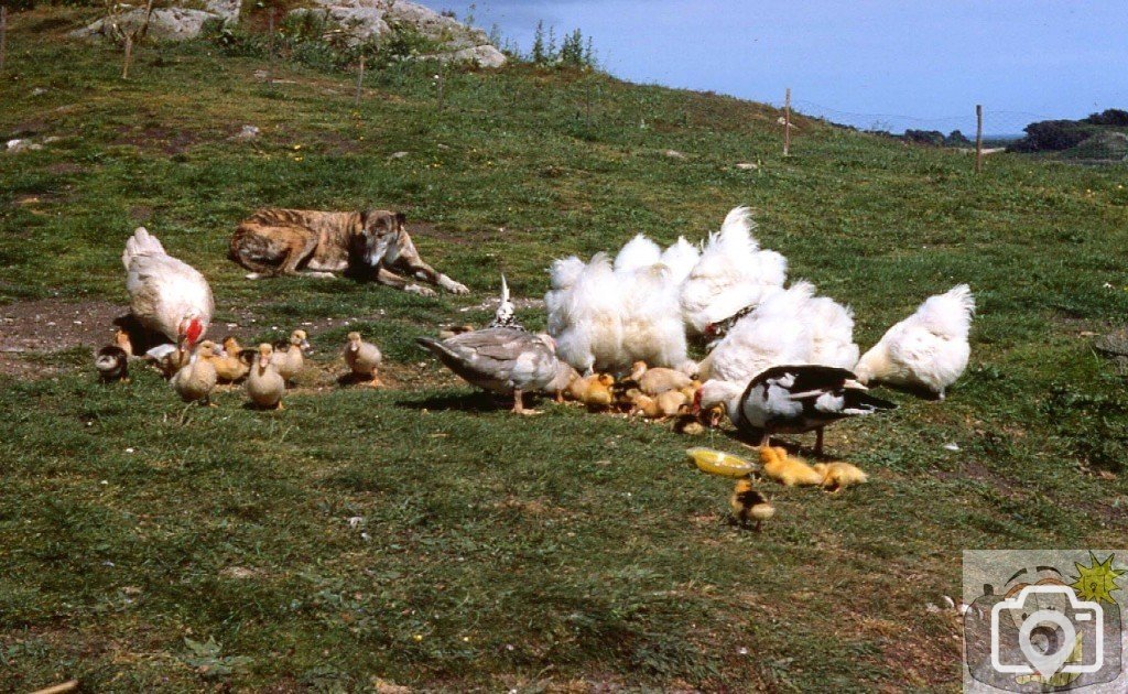 'Fluffies' [chickens] feeding on a homestead on Bryher.
