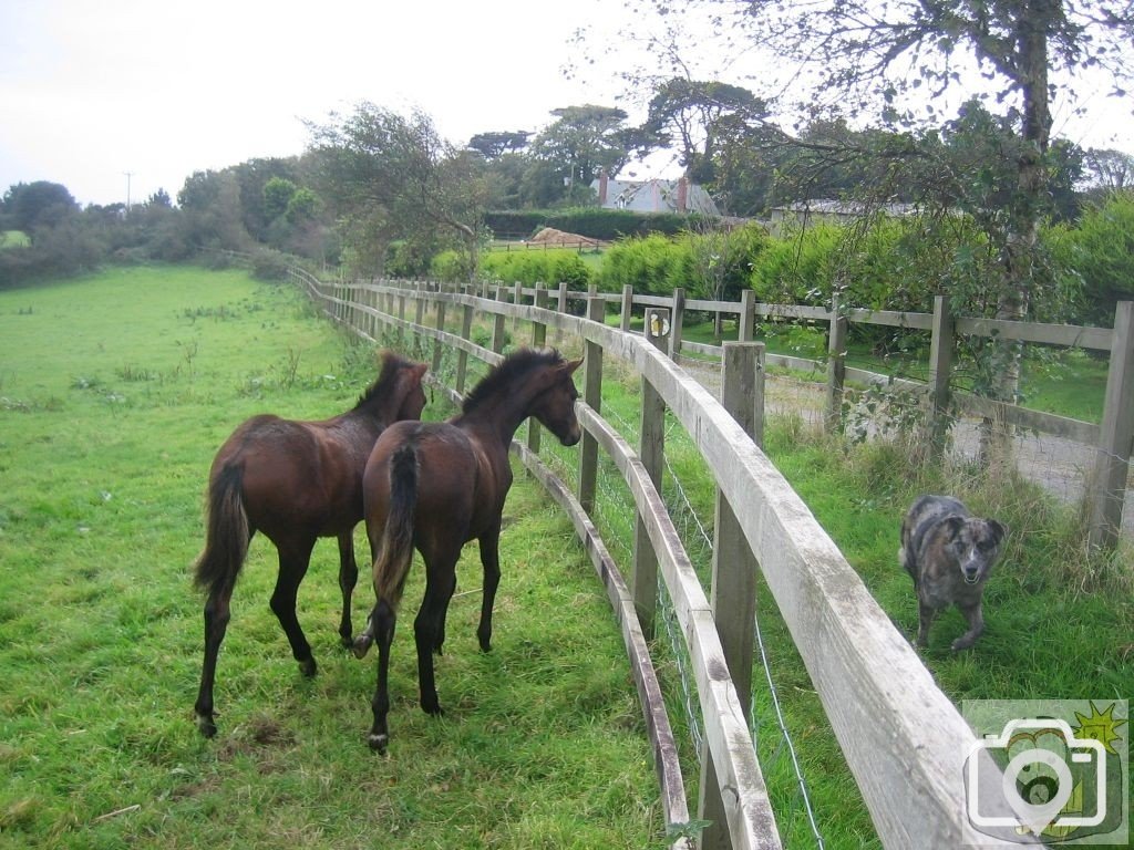 Foals frighten four-legged friend