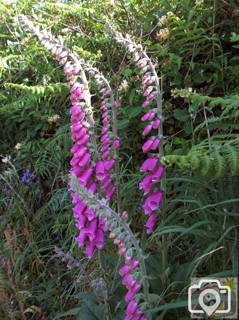 Foxgloves