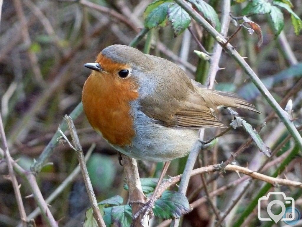 Friendly Robin - 10th March, 2012