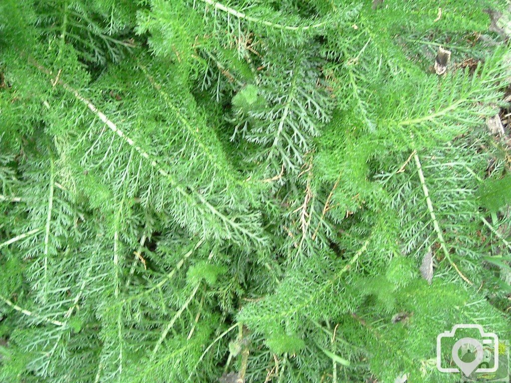 'Frondy' fern near Perranuthnoe