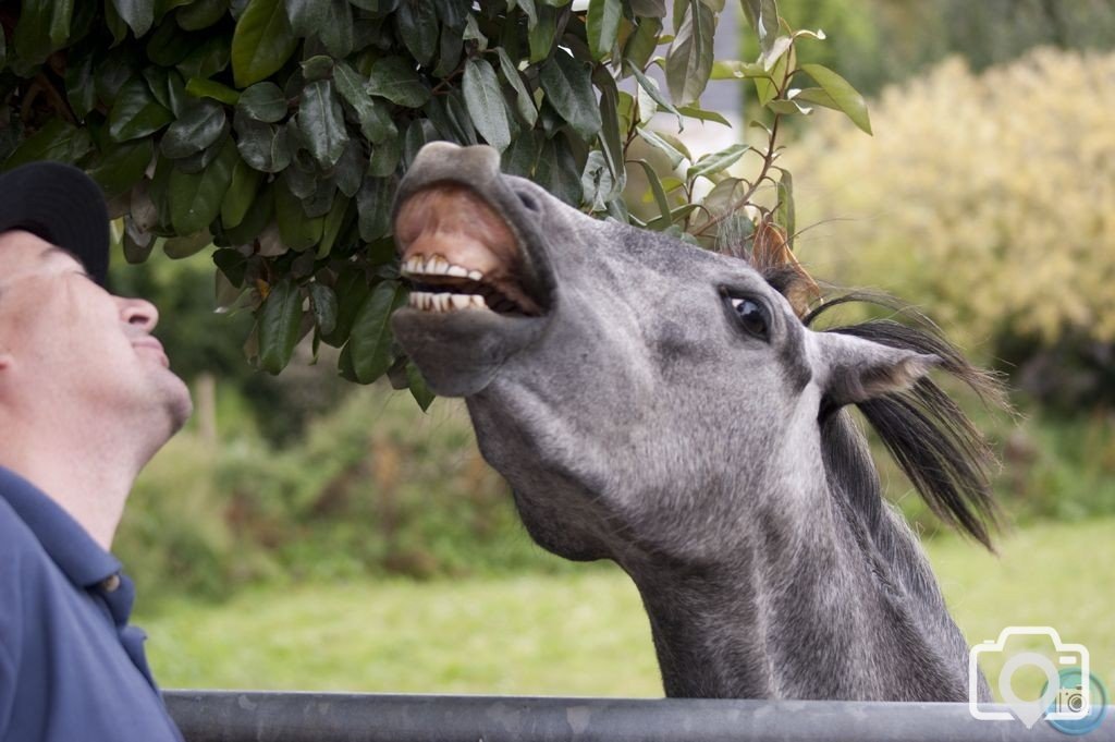 funny horse