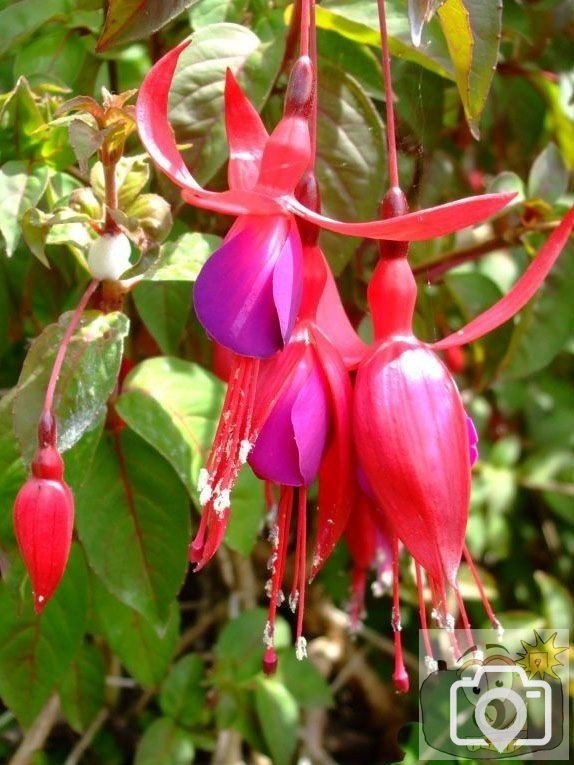 Fuschias - near St John's Church - 6th June, 2009