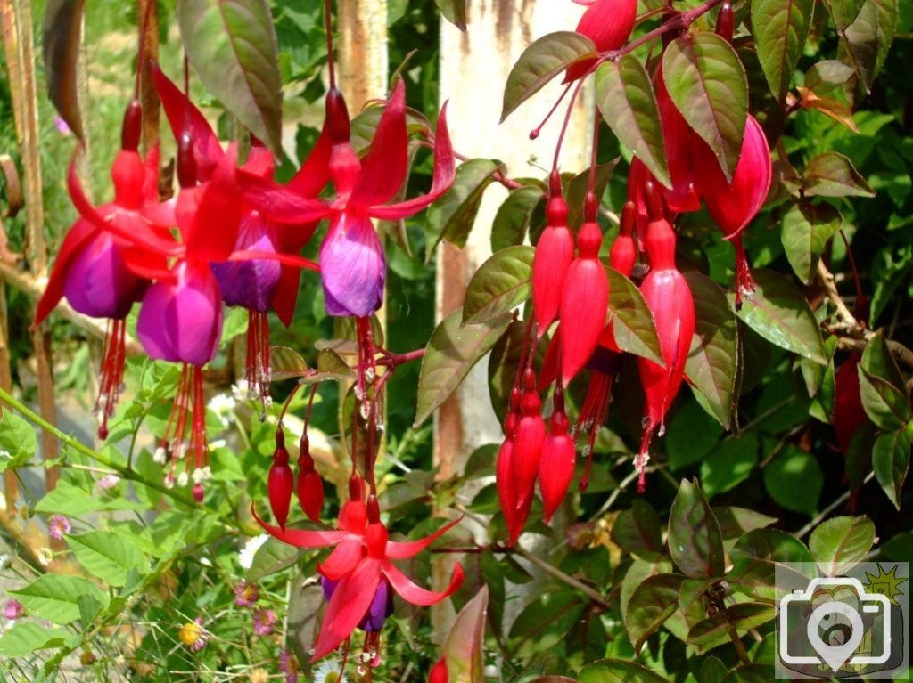 Fuschias - St John's Church area - 6th June, 2009