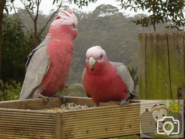 Galahs