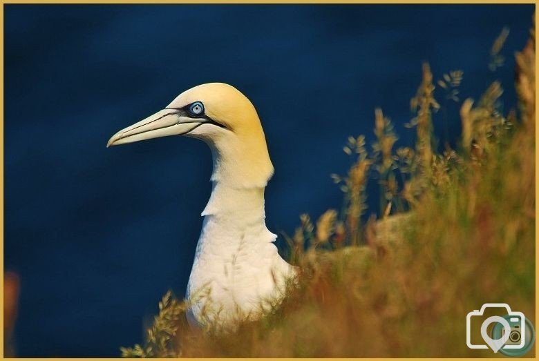 Gannet