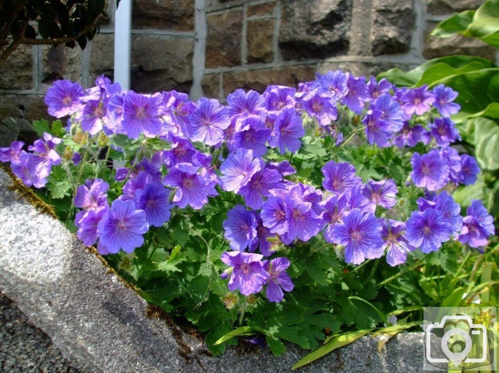 Geranium - Barwis Hill, Penzance - 6th June, 2009
