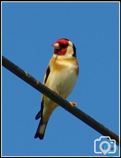 Goldfinch