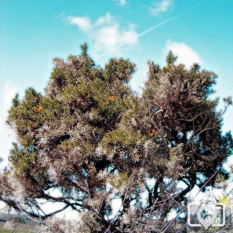Gorse Bush