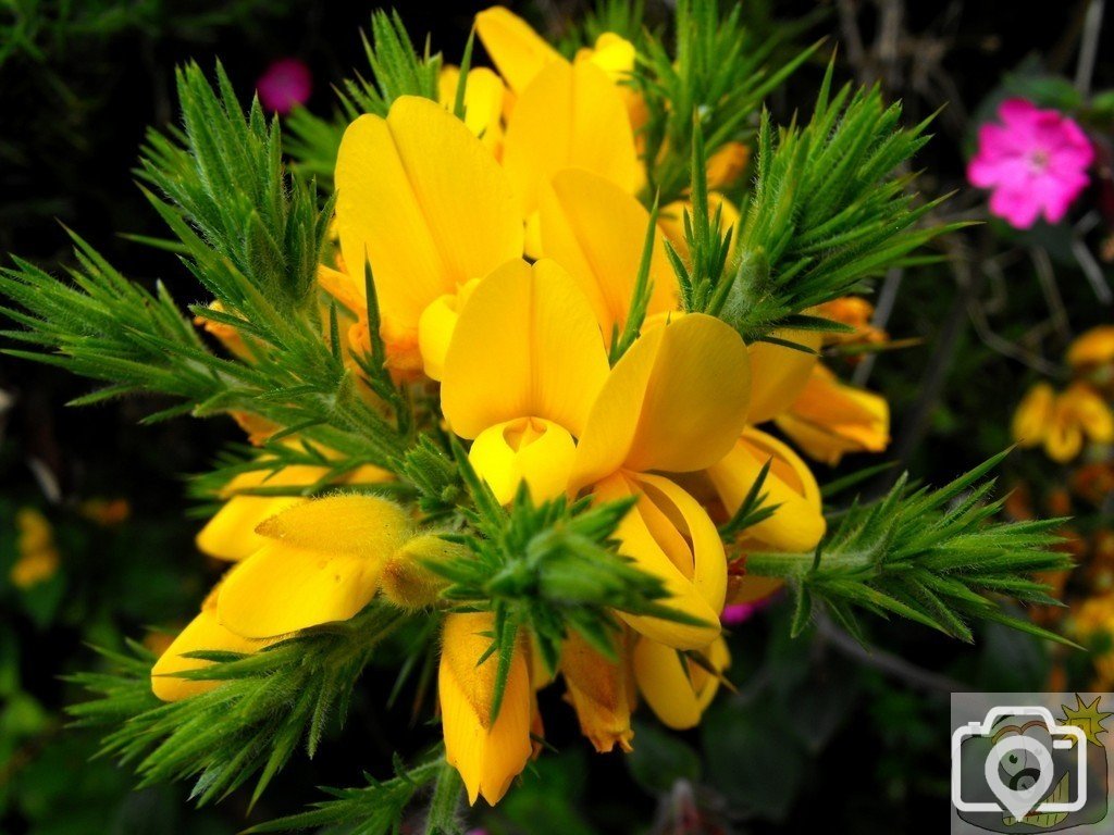 Gorse