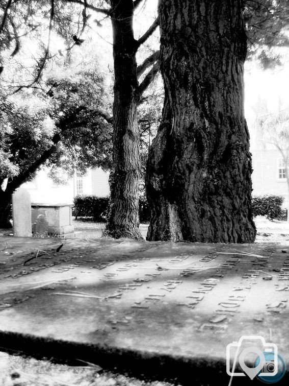 Graveyard Trees