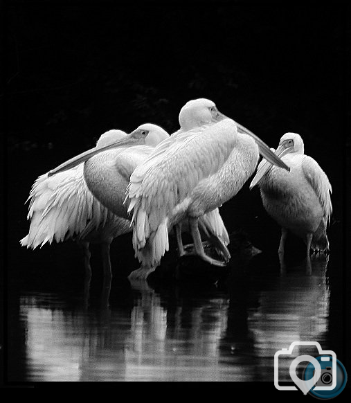 Great White Pelicans