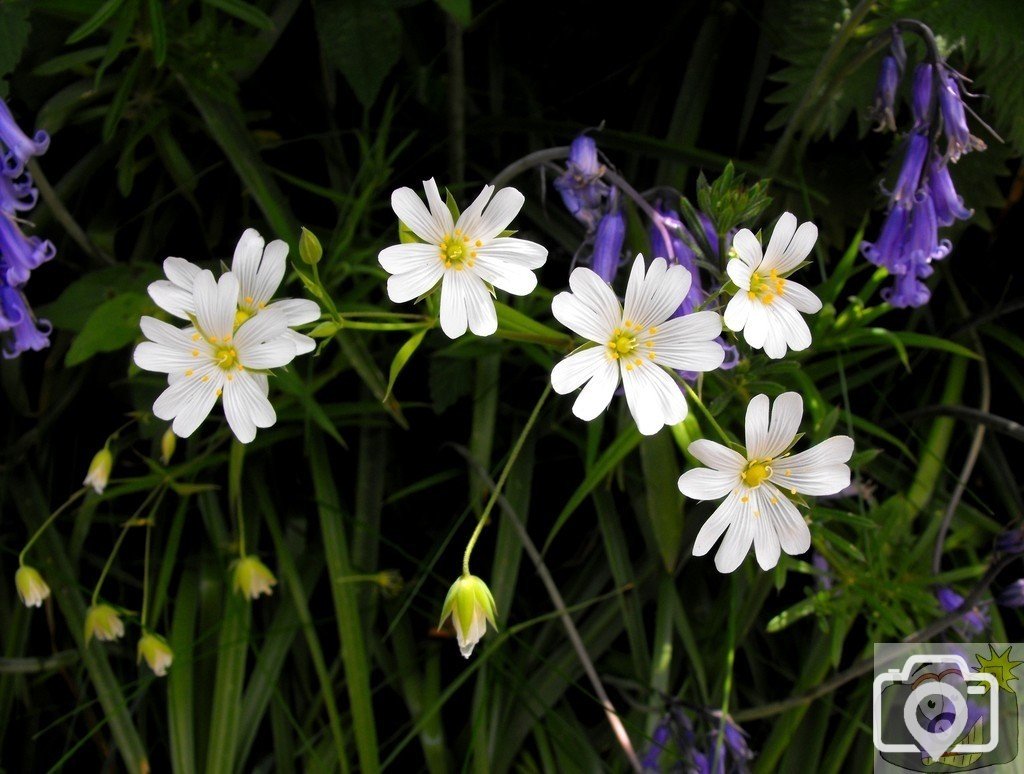 Greater stitchwort