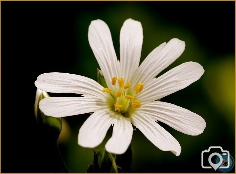 Greater Stitchwort