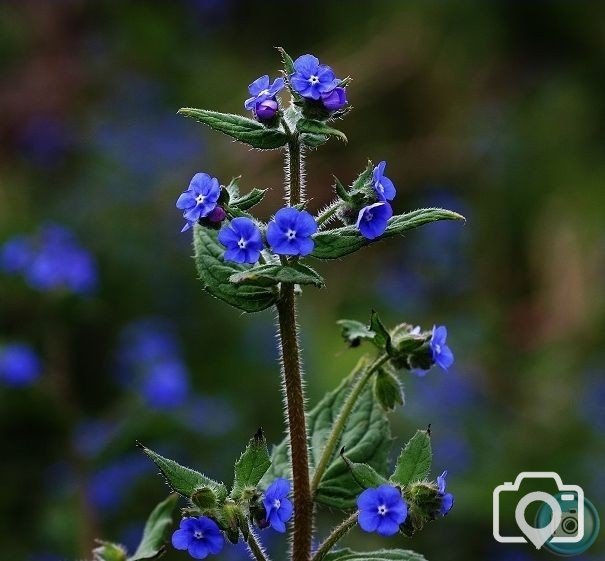 Green Alkanet