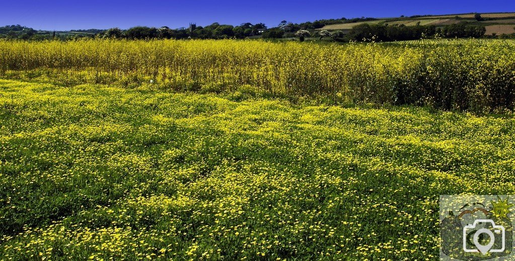 Greenery and Buttercups at Drift