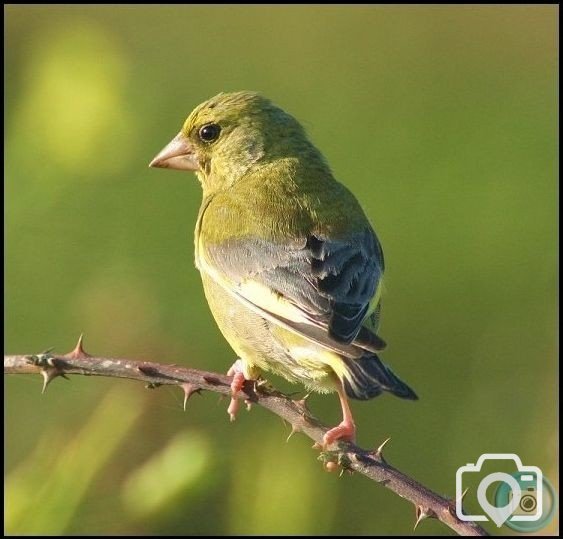 Greenfinch