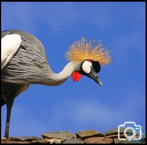 Grey Crowned Crane