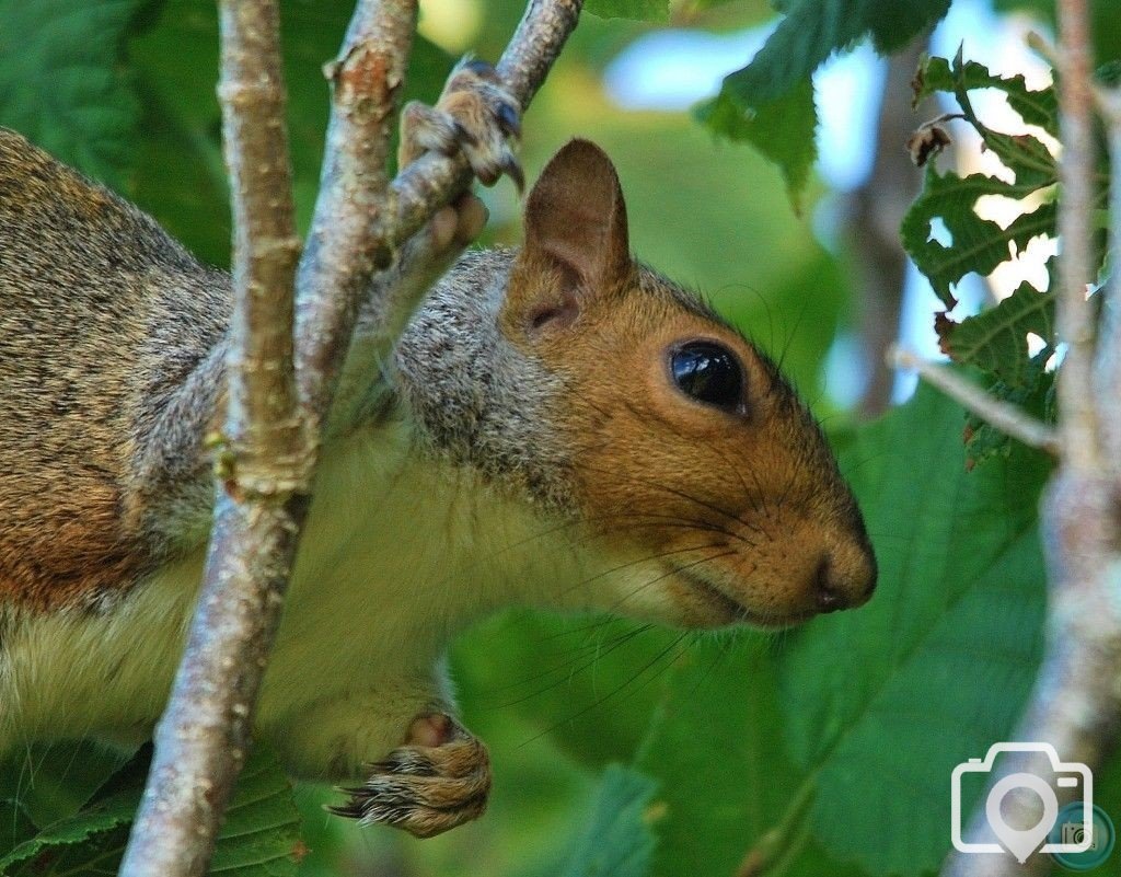 Grey Squirrel