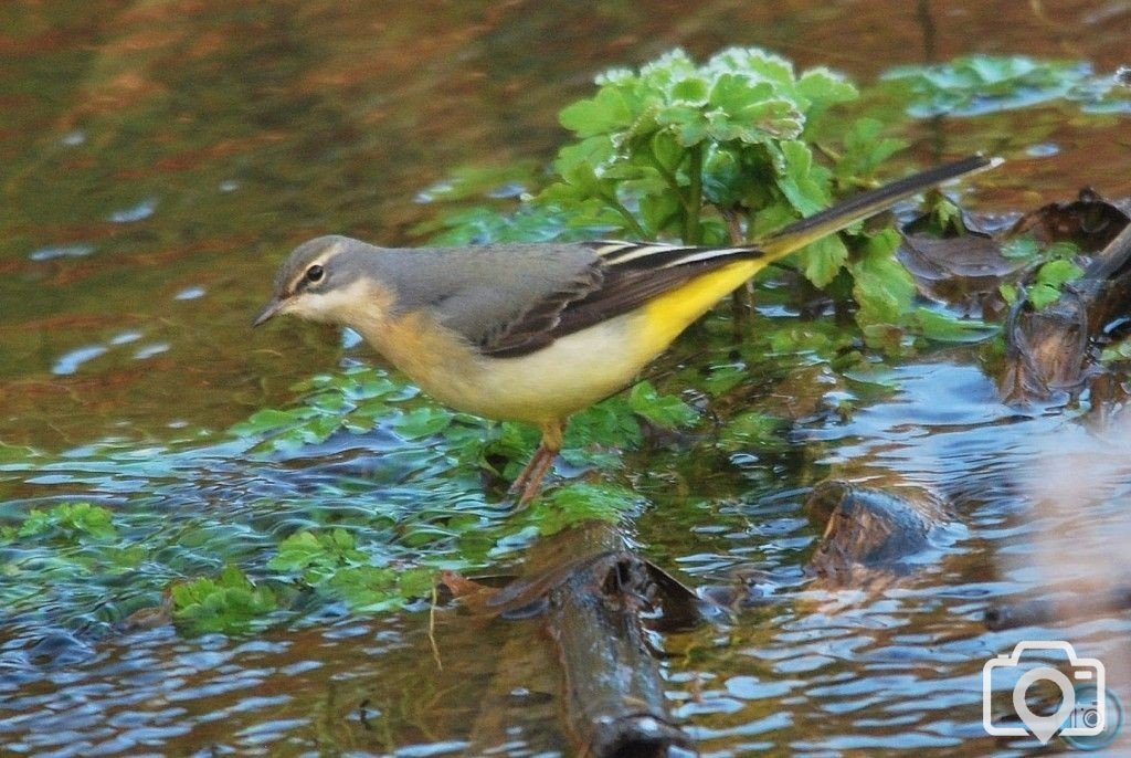 Grey Wagtail