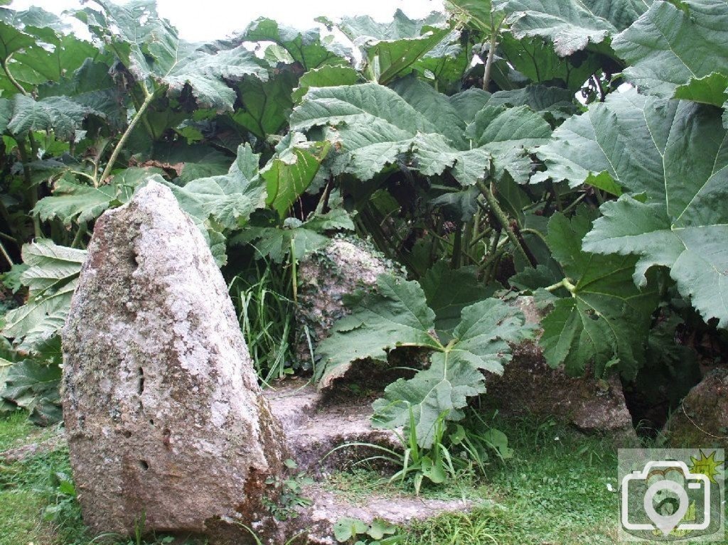 Gunnera mannicata