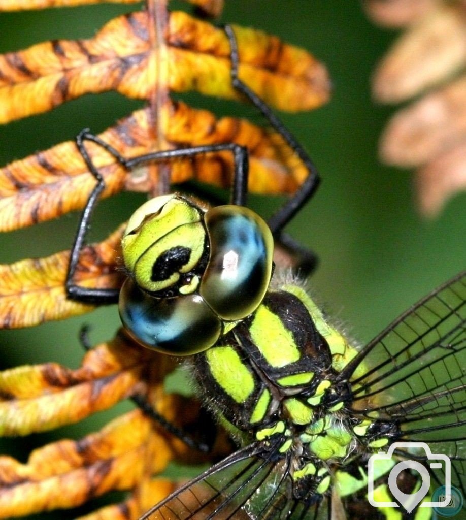 Hawker, Dragonfly