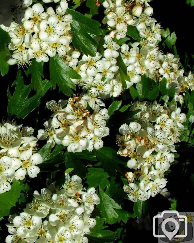 Hawthorn