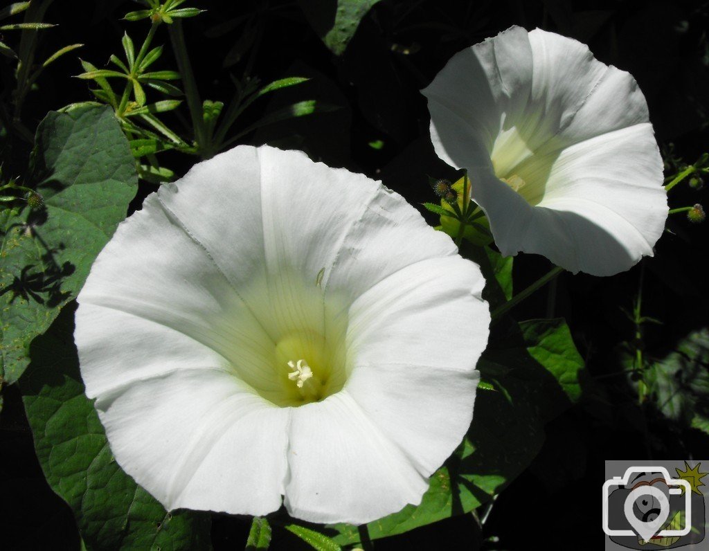 Hedge bindweed