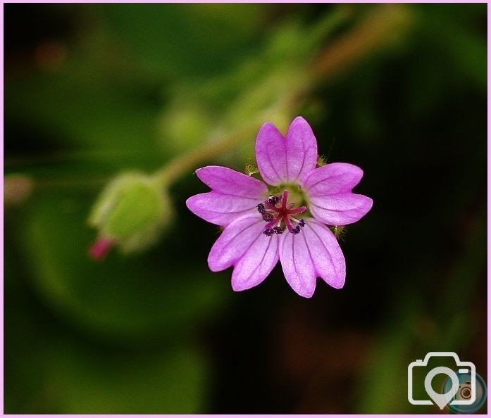 Hedgerow Cranesbill