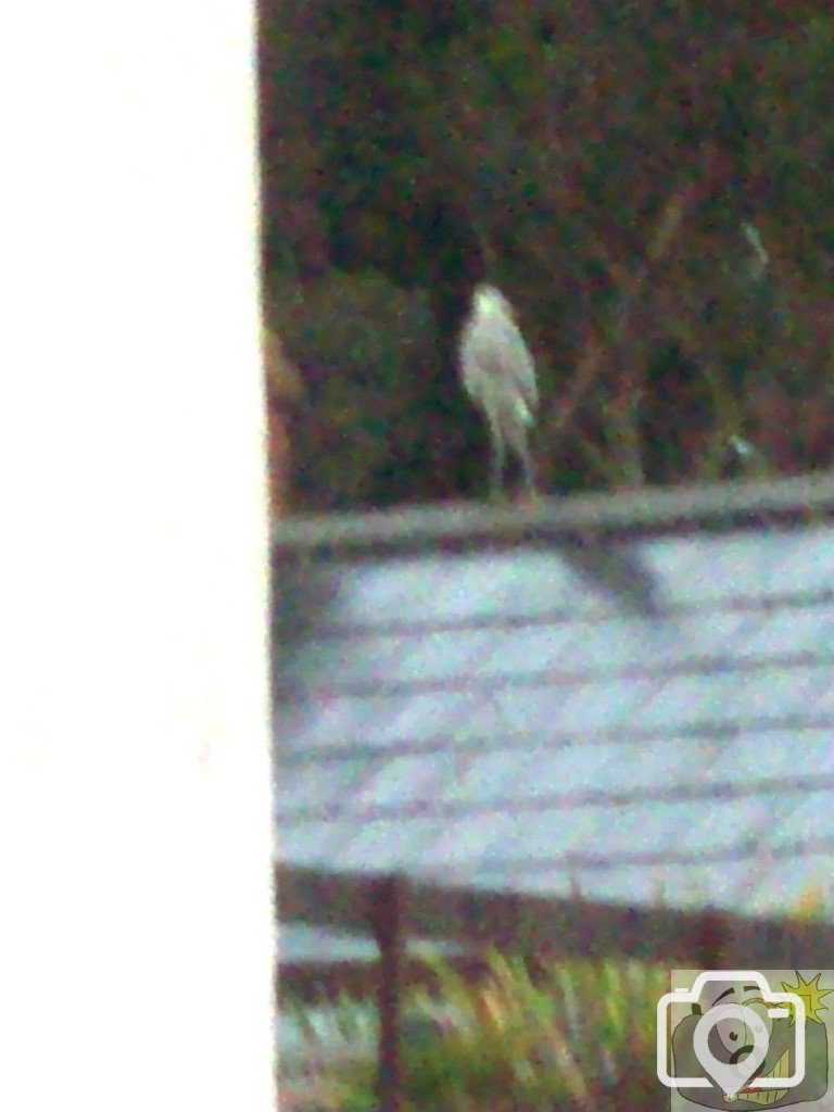 Heron