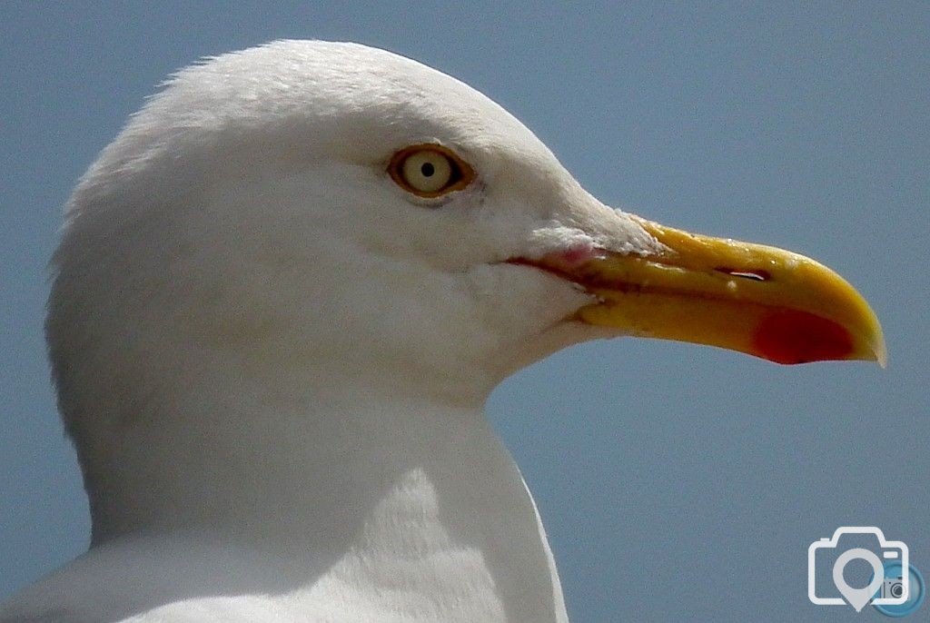 Herring Gull