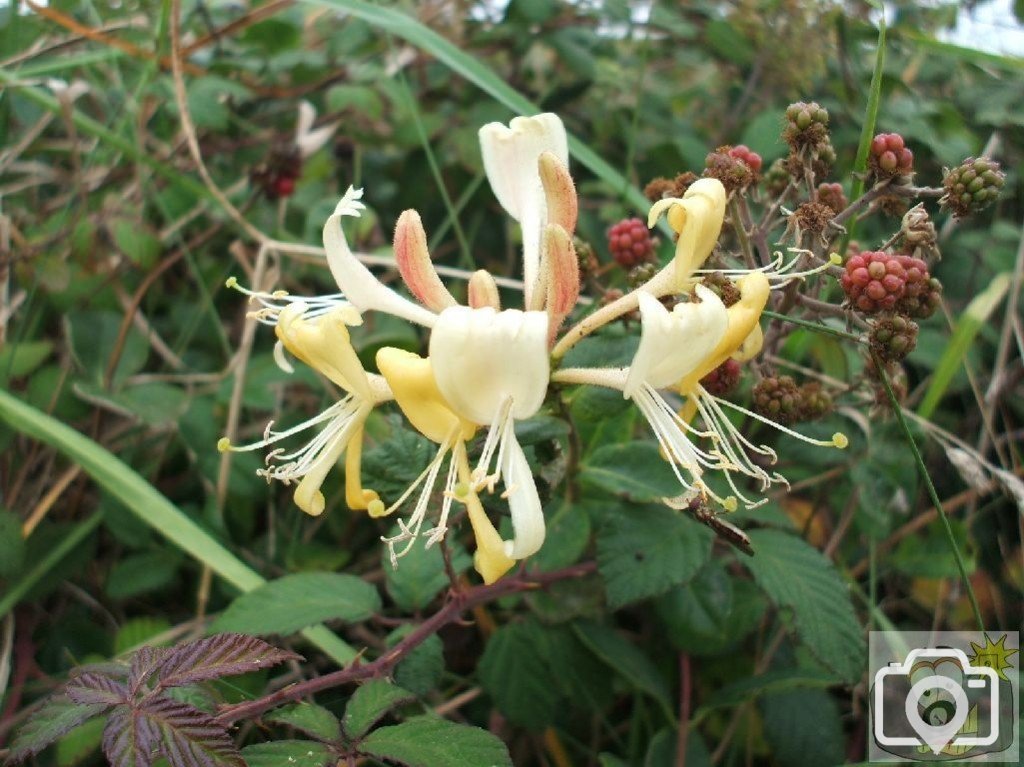 Honeysuckle
