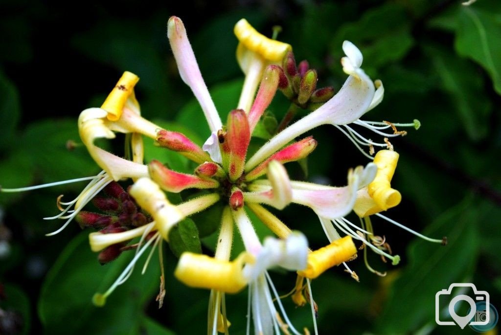 Honeysuckle