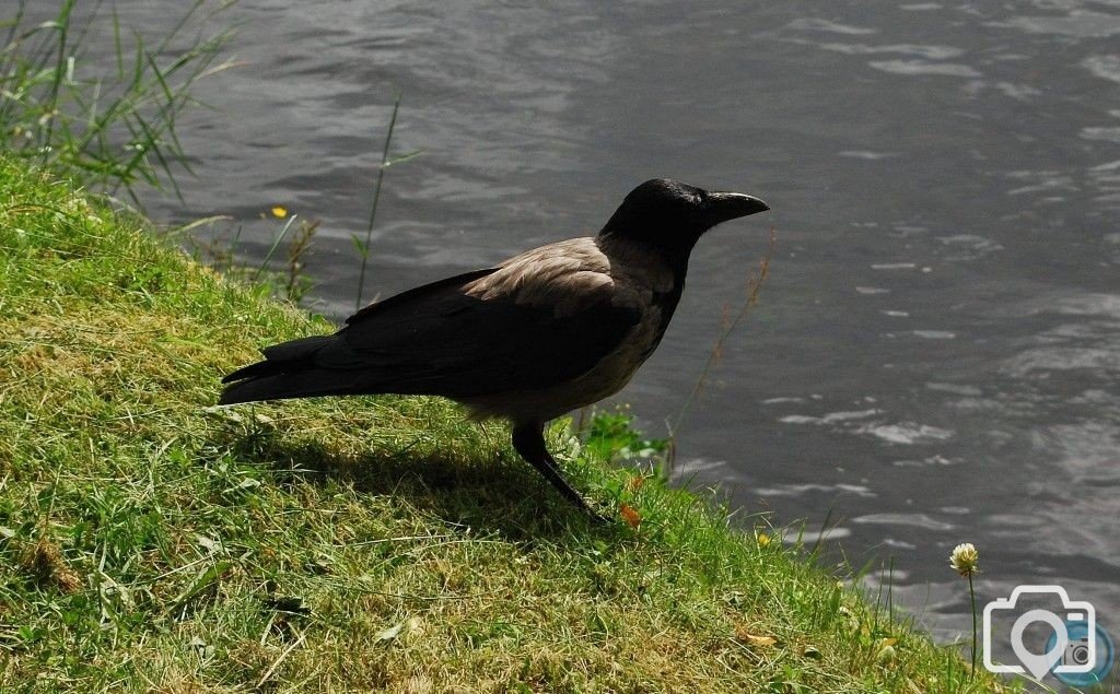 Hooded Crow