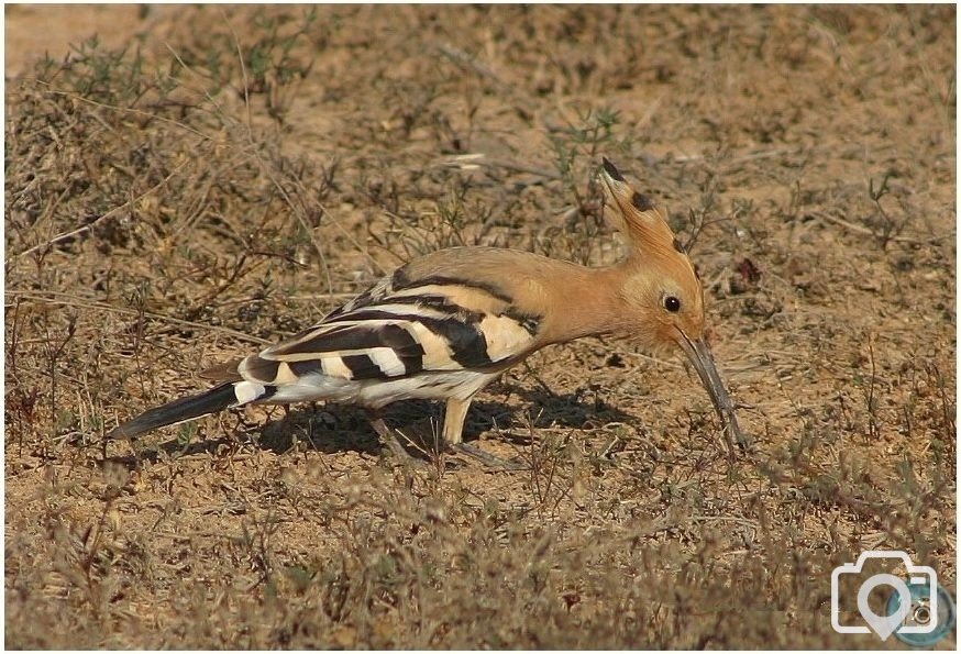 Hoopoe