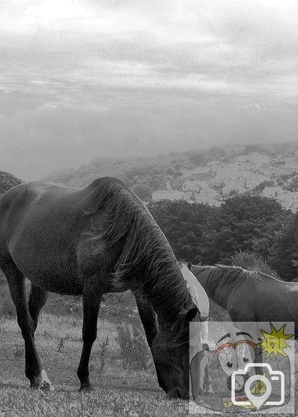 Horses
