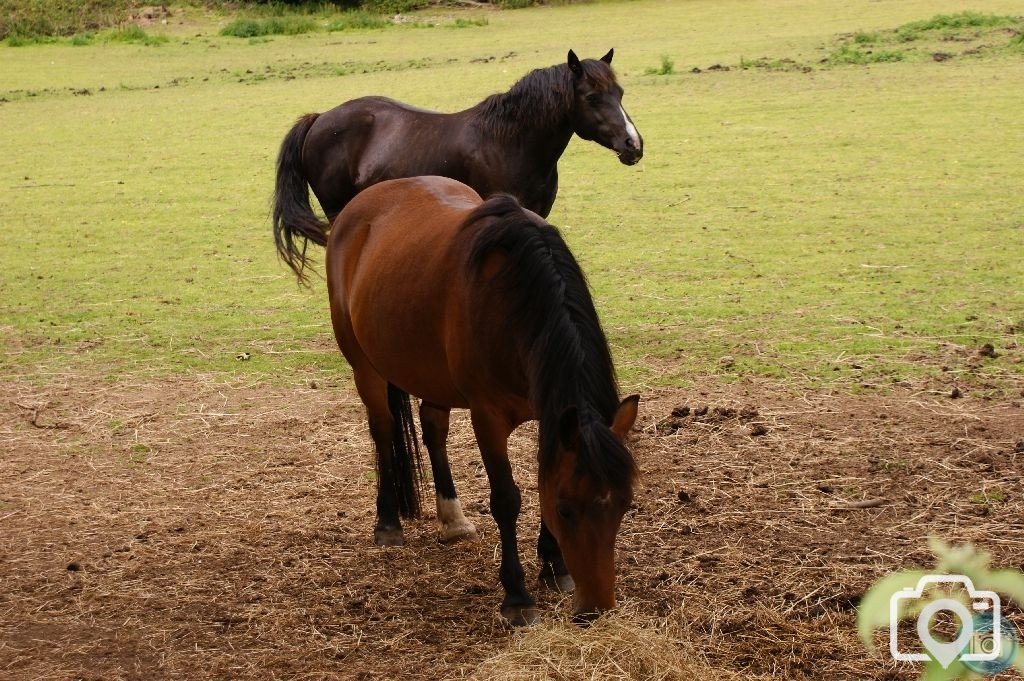 Horses