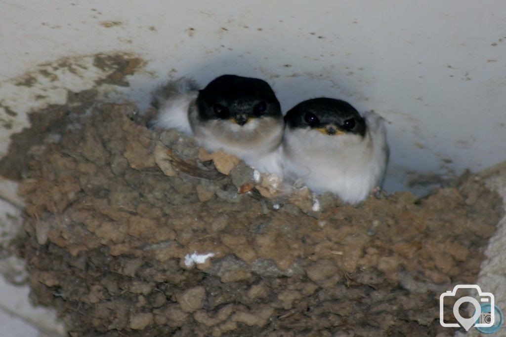 House Martins