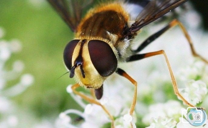 Hoverfly