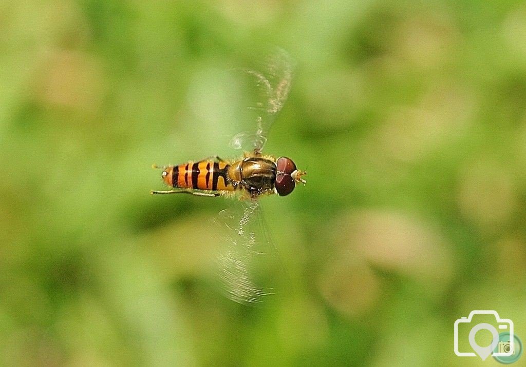 Hoverfly