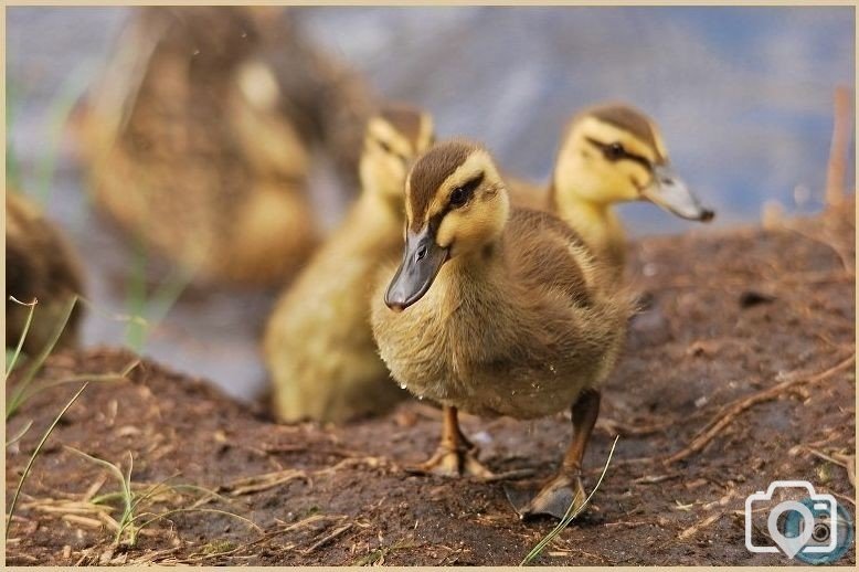 Huey, Louie and Dewey!