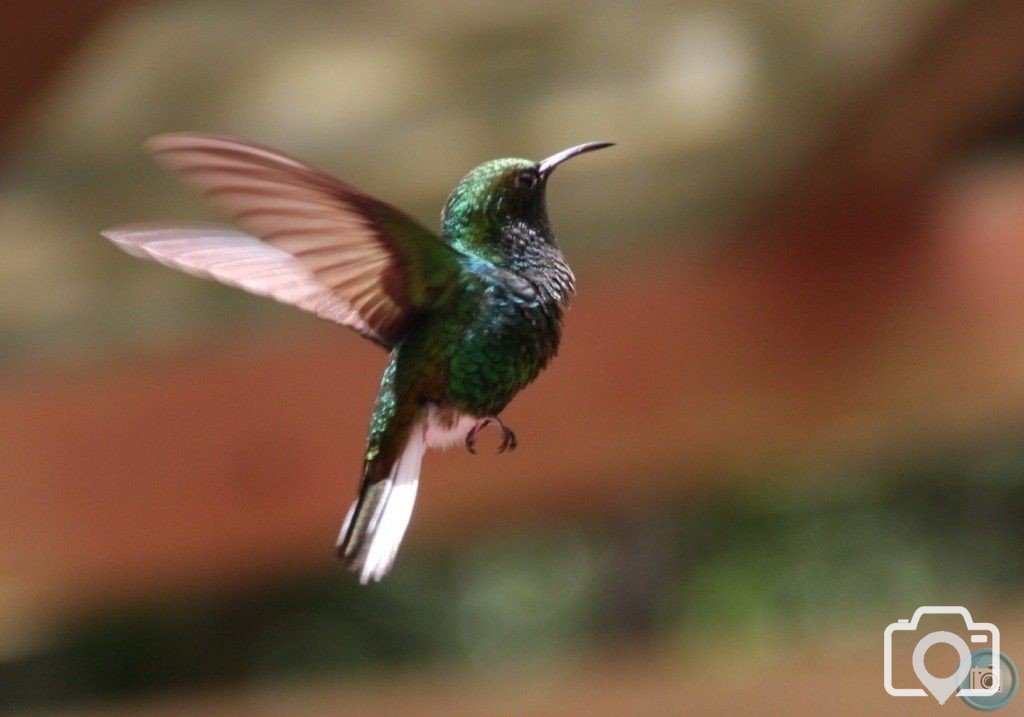 Humming bird