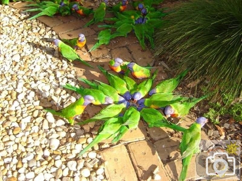 hungry lorakeets this morning